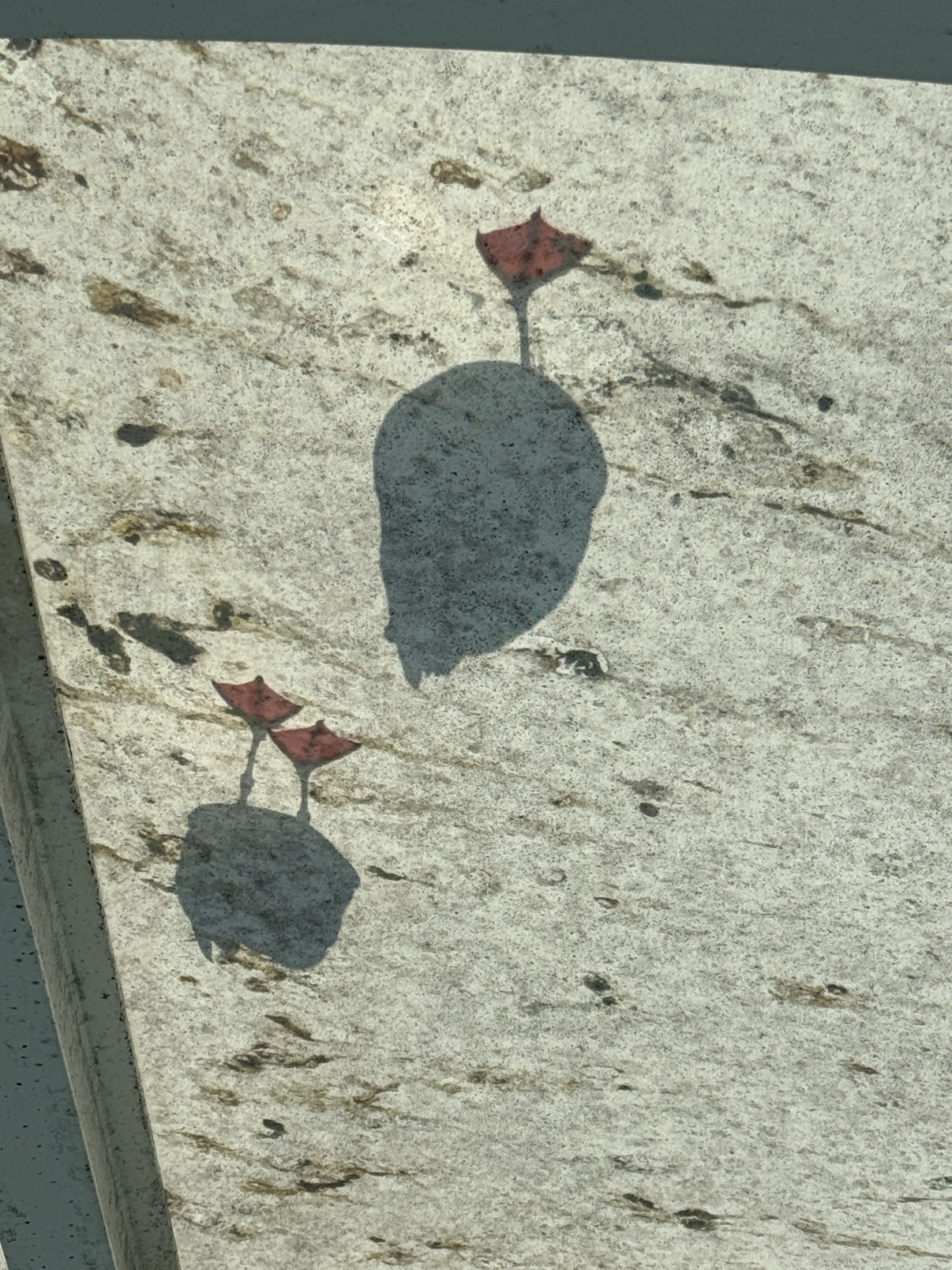 Duck shadows on the water