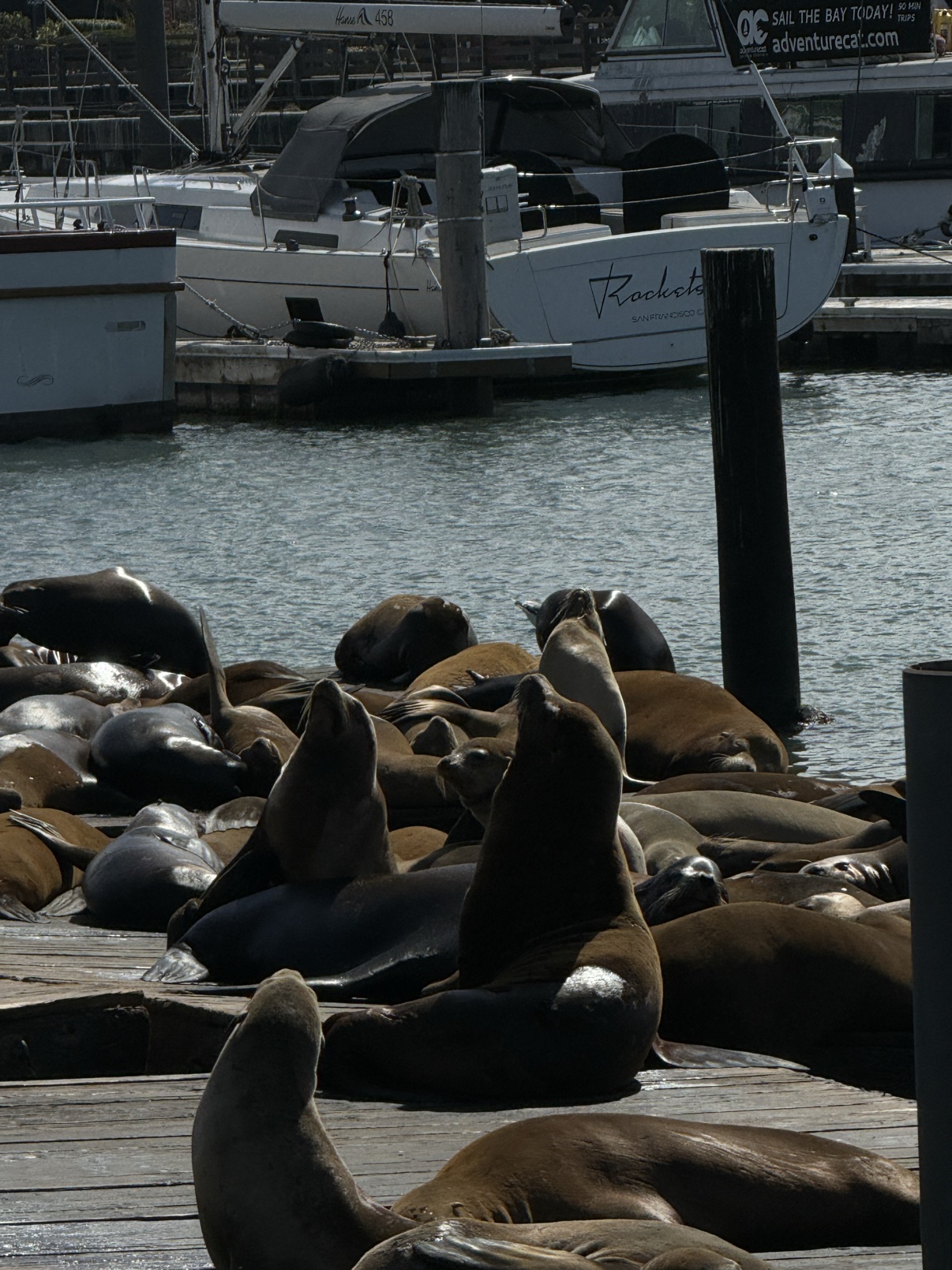 Sea lions piled on the docks at Pier 39